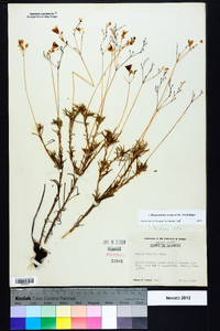 Phemeranthus mengesii image