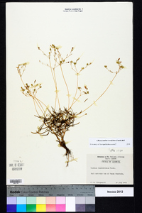 Phemeranthus teretifolius image