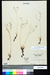 Phemeranthus teretifolius image