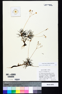 Phemeranthus teretifolius image