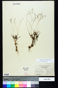 Phemeranthus teretifolius image