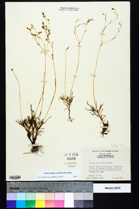 Phemeranthus teretifolius image