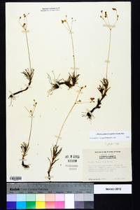 Phemeranthus teretifolius image