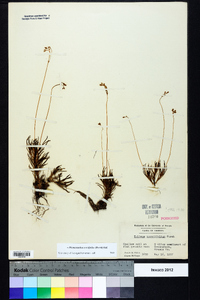 Phemeranthus teretifolius image