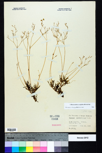 Phemeranthus teretifolius image