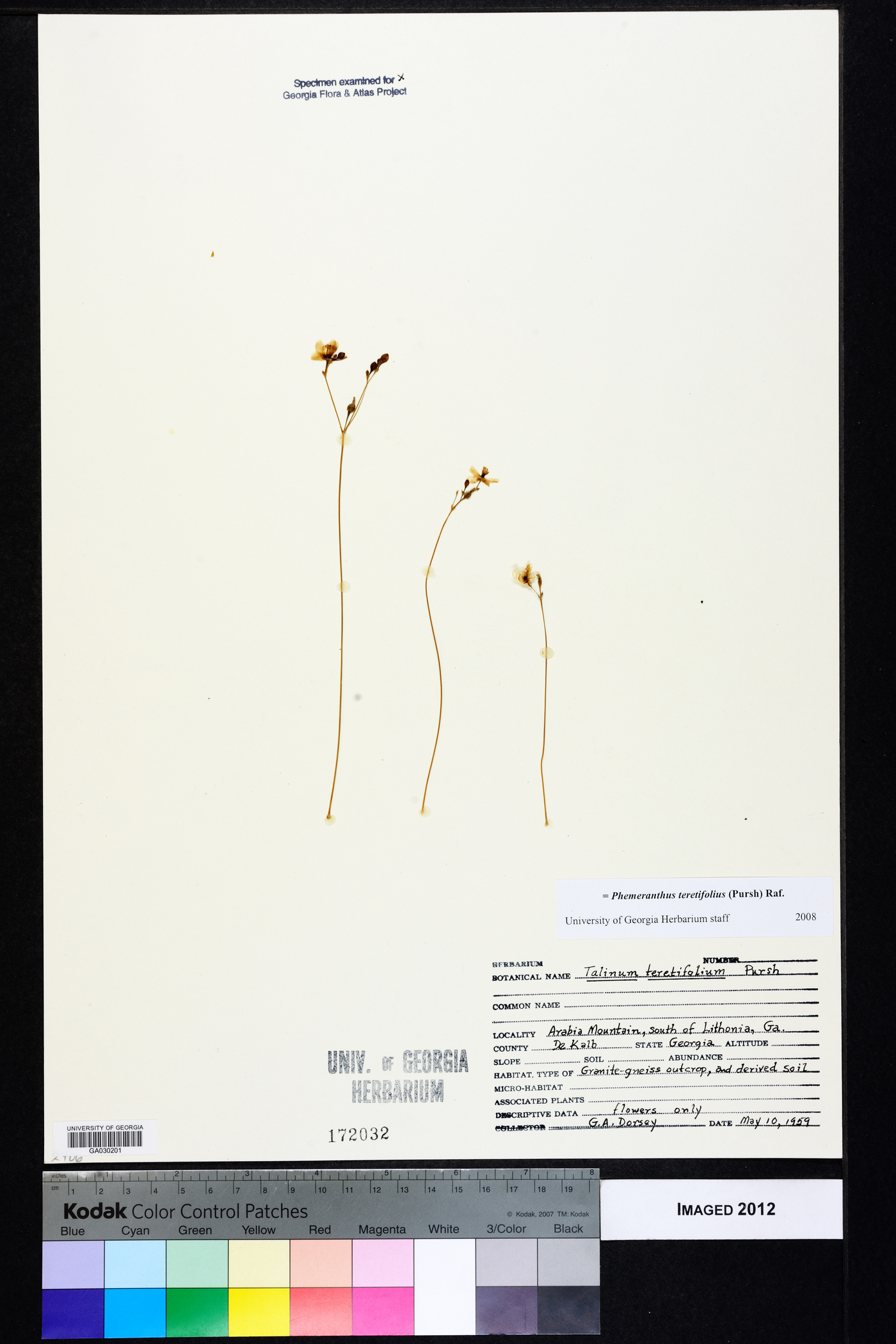 Phemeranthus teretifolius image