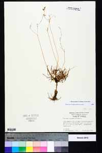 Phemeranthus teretifolius image