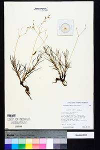 Phemeranthus teretifolius image