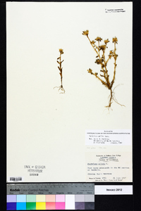 Portulaca amilis image