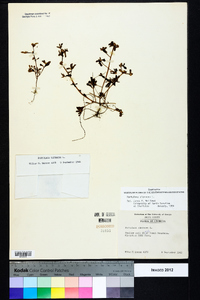 Portulaca oleracea image