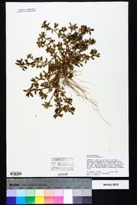 Portulaca pilosa image