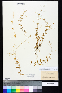 Arenaria lanuginosa subsp. lanuginosa image