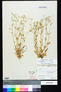 Cerastium brachypodum image