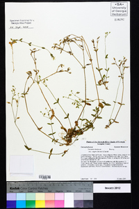 Cerastium fontanum subsp. vulgare image