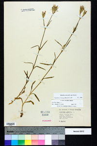 Dianthus armeria subsp. armeria image