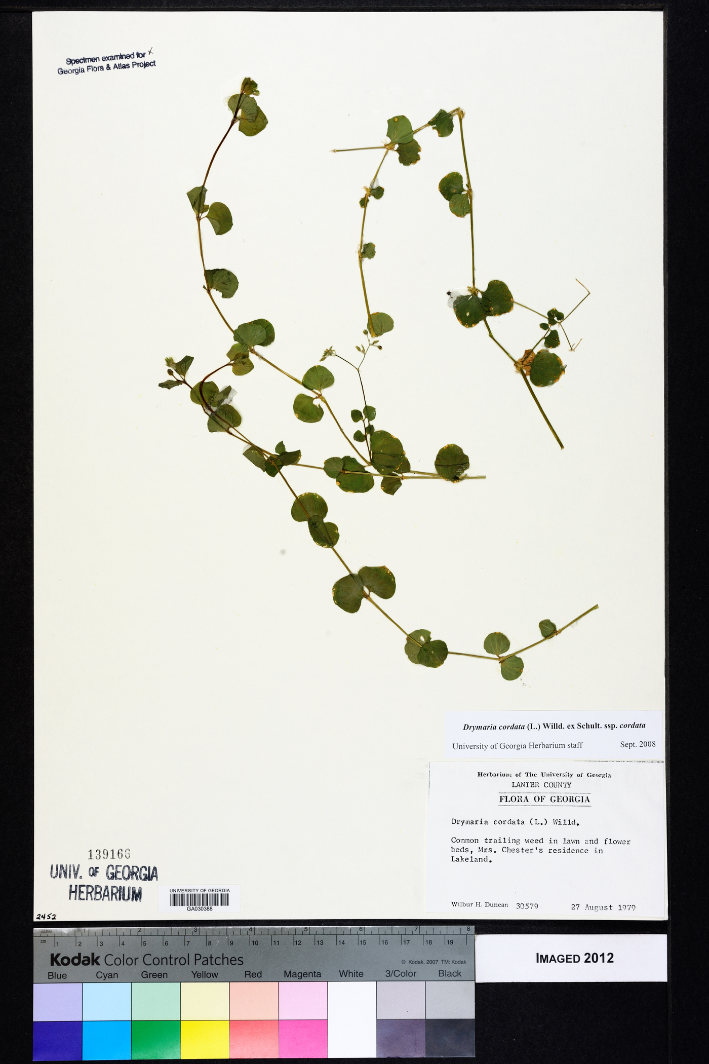 Drymaria cordata subsp. cordata image