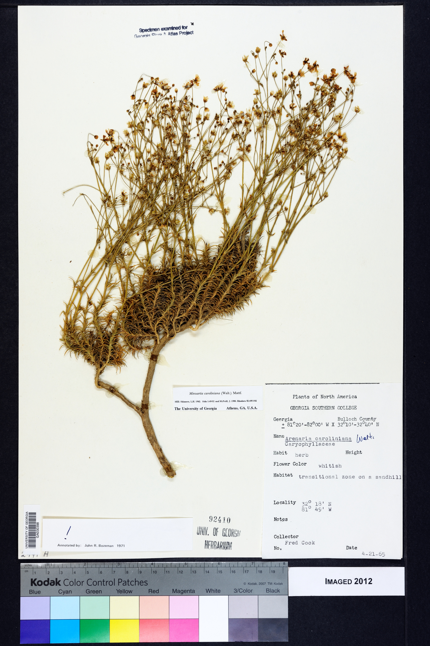 Sabulina caroliniana image