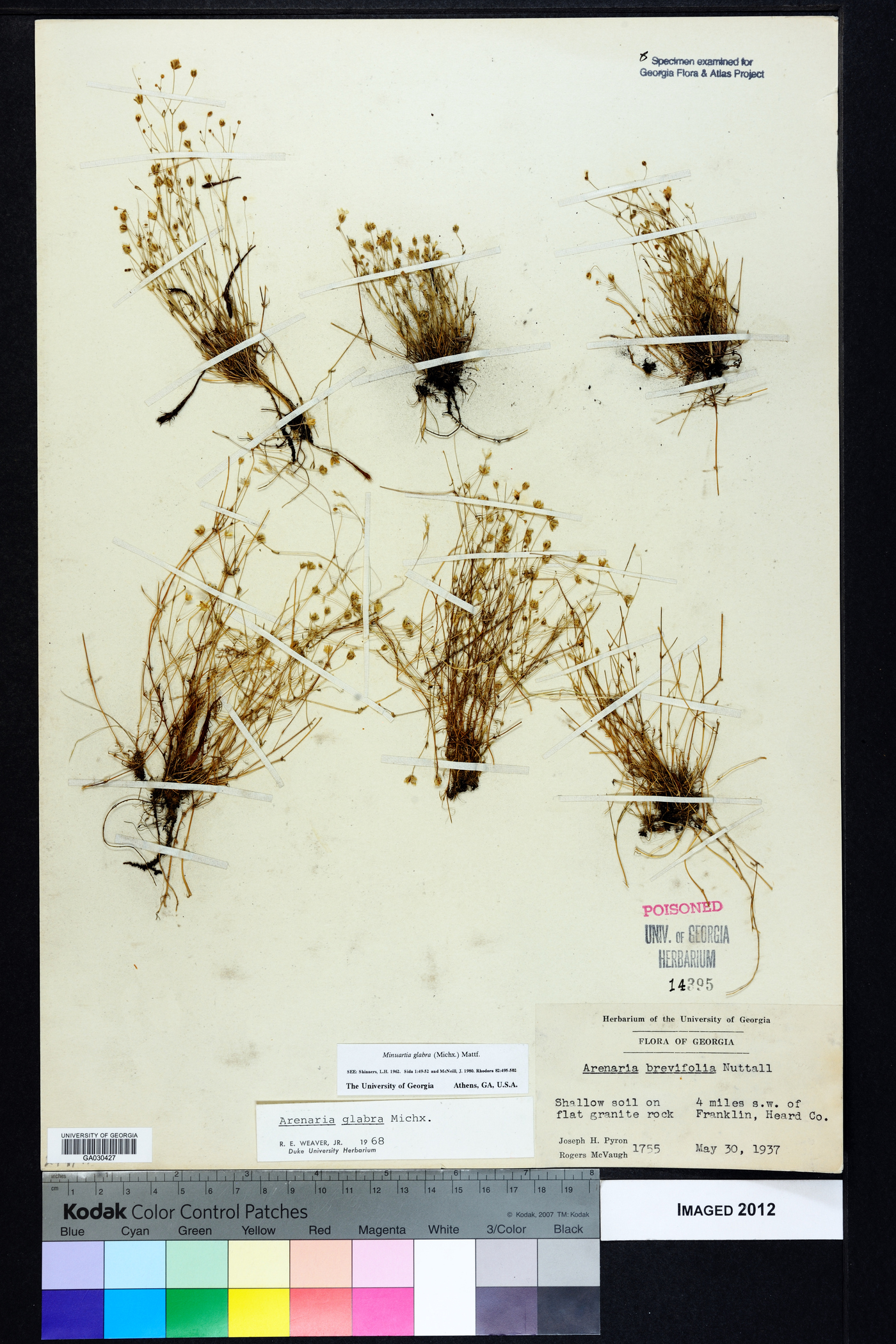 Sabulina glabra image