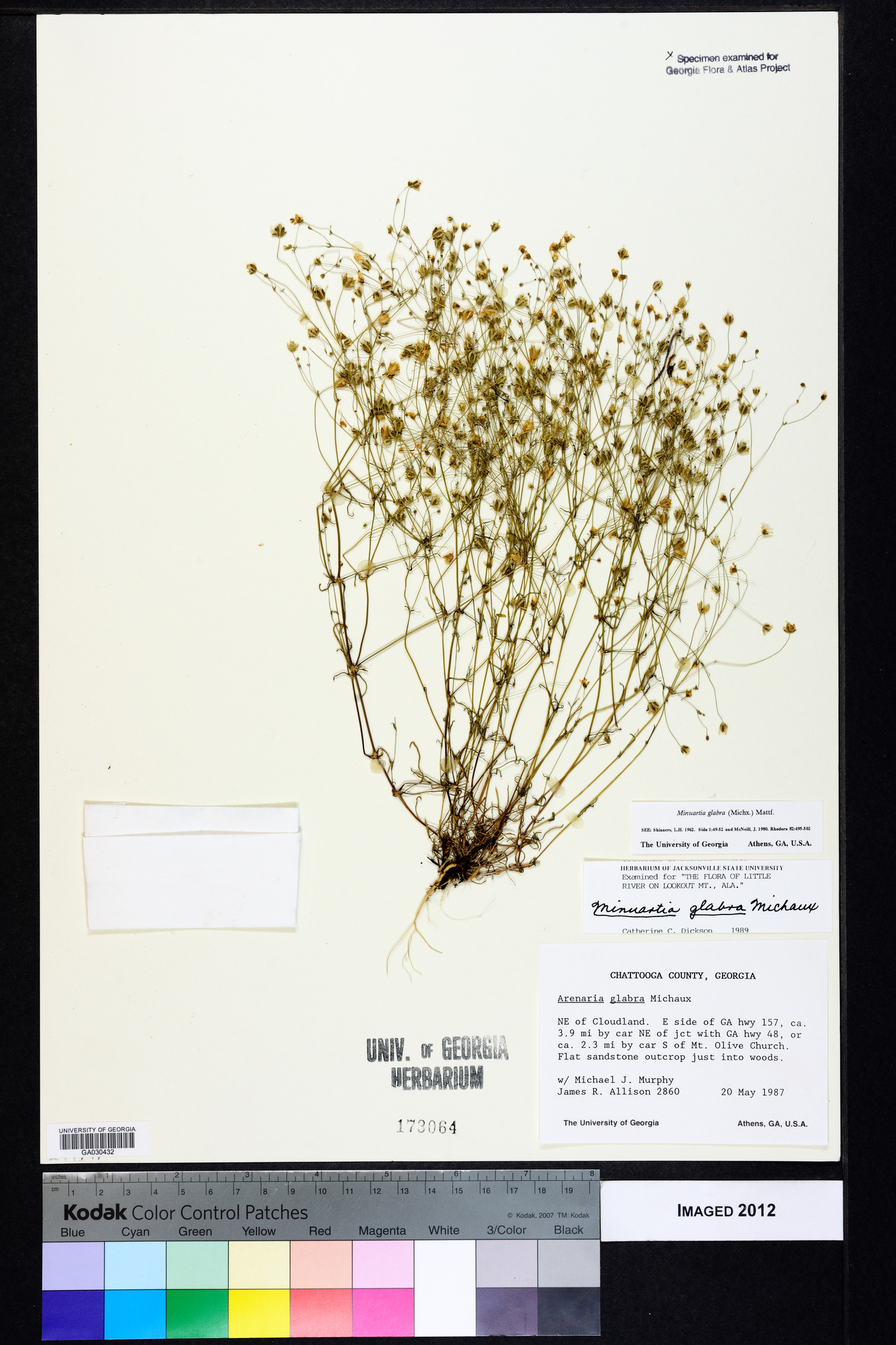 Sabulina glabra image