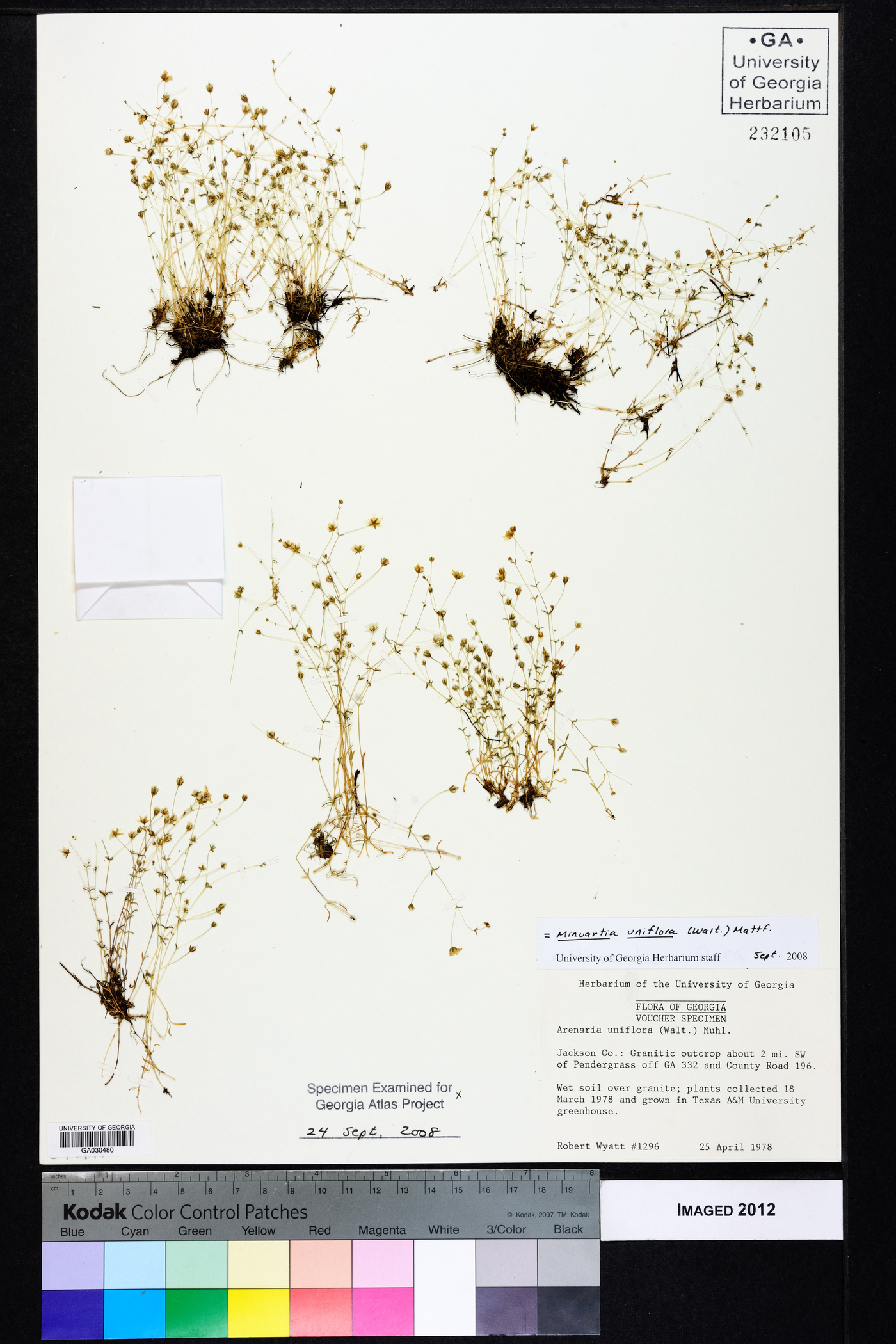 Mononeuria uniflora image