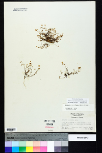 Mononeuria uniflora image