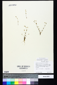 Mononeuria uniflora image