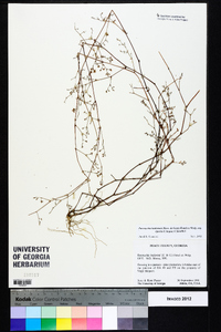 Paronychia baldwinii subsp. riparia image