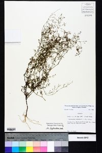 Paronychia baldwinii subsp. riparia image