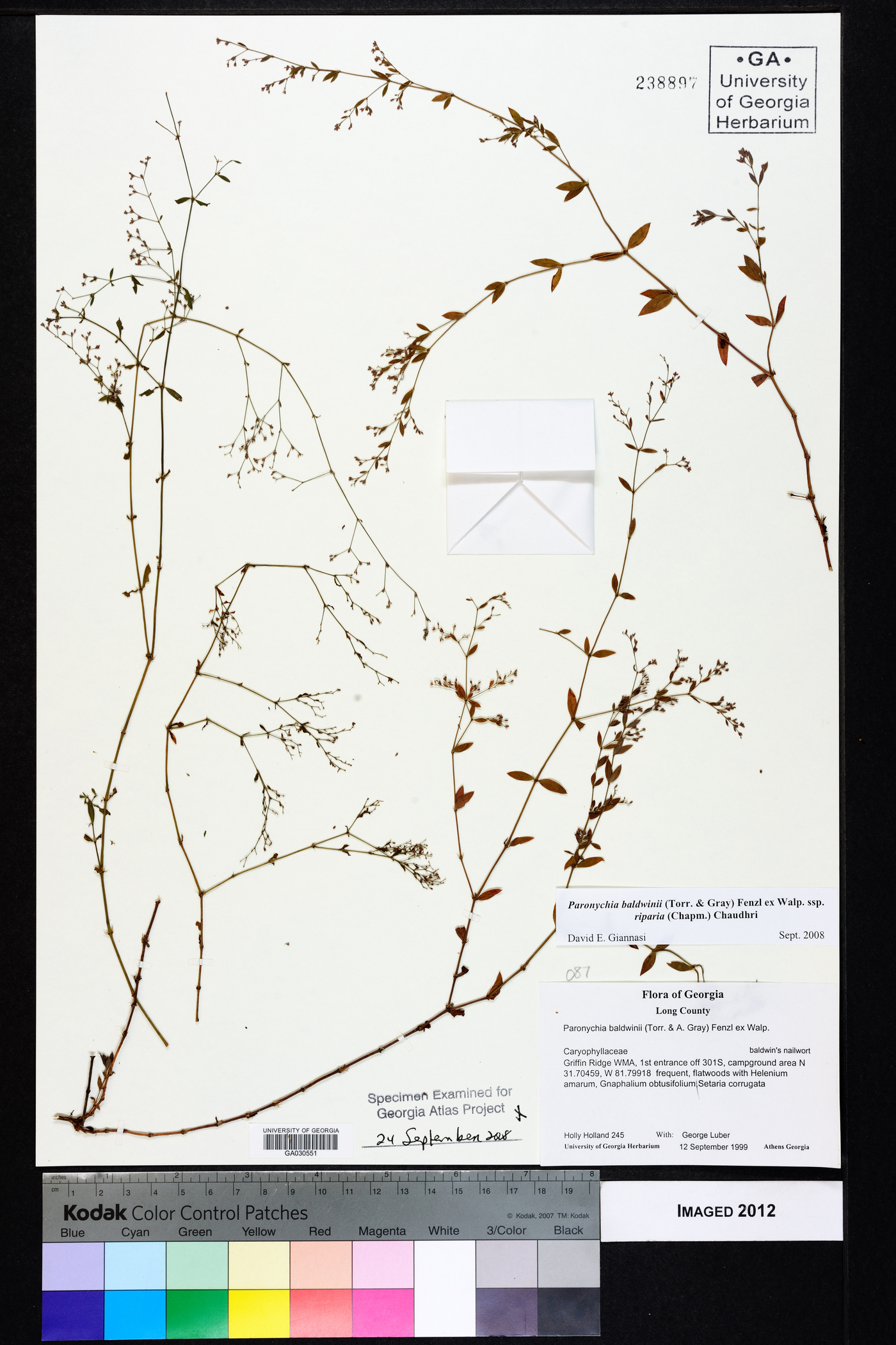 Paronychia baldwinii subsp. riparia image