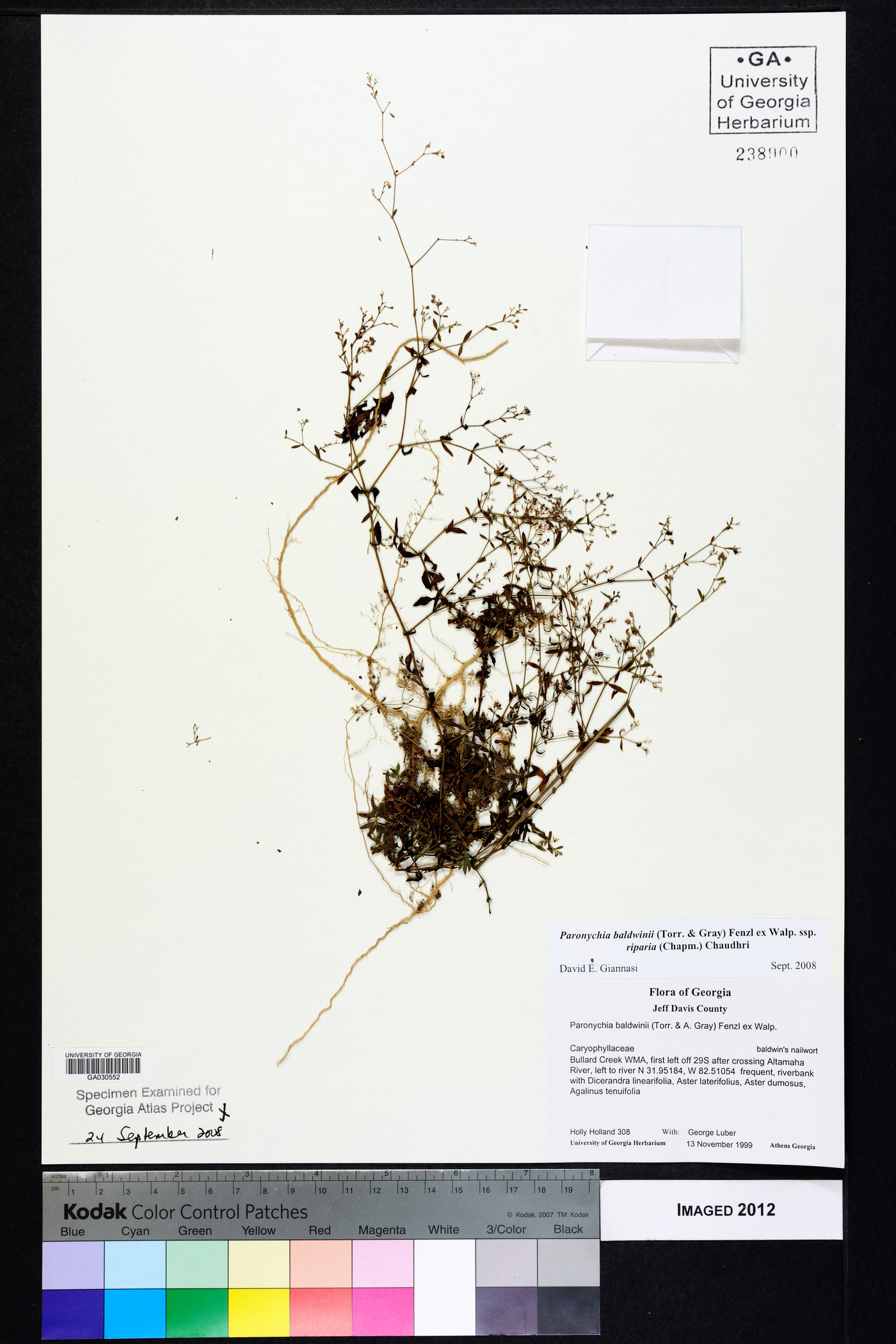 Paronychia baldwinii image