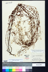 Paronychia baldwinii subsp. riparia image