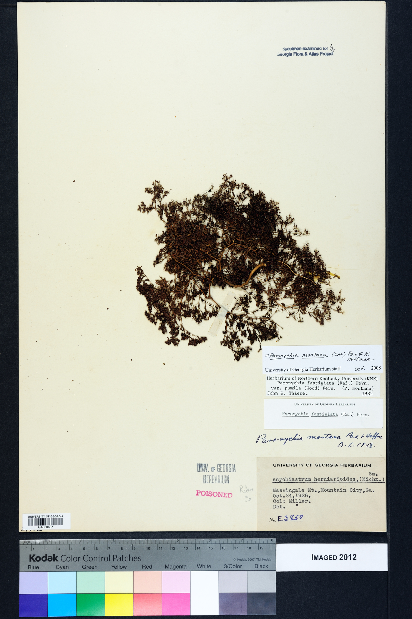 Paronychia montana image