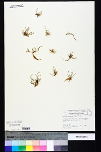 Sagina decumbens image