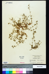 Scleranthus annuus image