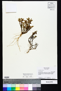 Scleranthus annuus image