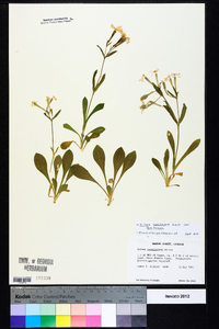 Silene caroliniana subsp. caroliniana image