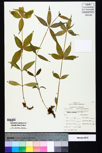 Silene stellata image