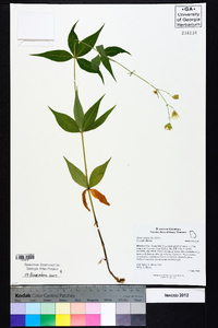 Silene stellata image