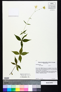 Silene stellata image