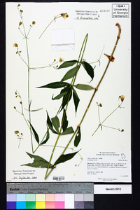 Silene stellata image