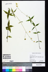 Silene stellata image