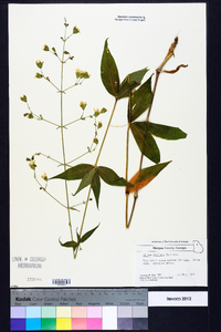 Silene stellata image