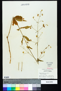 Silene stellata image