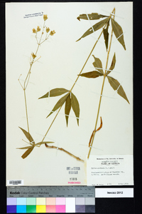 Silene stellata image