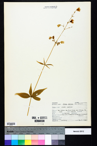 Silene stellata image