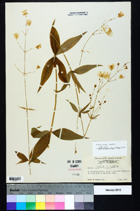 Silene stellata image