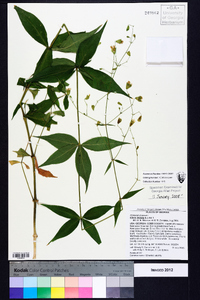 Silene stellata image