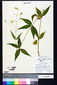 Silene stellata image