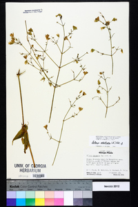 Silene stellata image