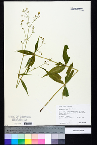 Silene stellata image